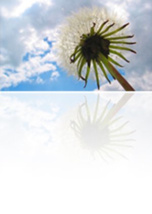Pusteblume